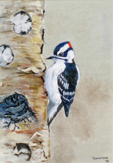 Downy Woodpecker